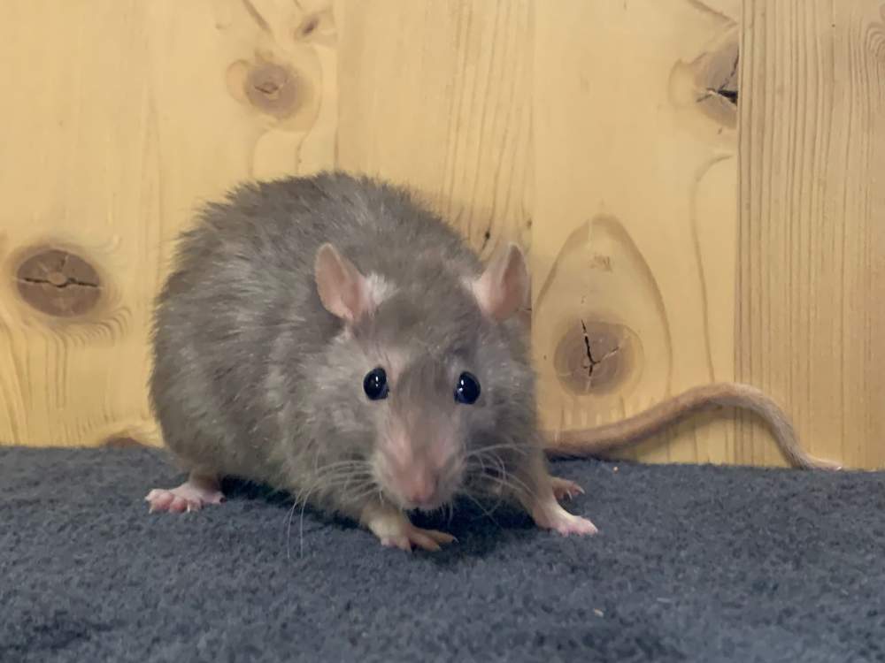 Fancy rat Breeder Rattus norvegicus 