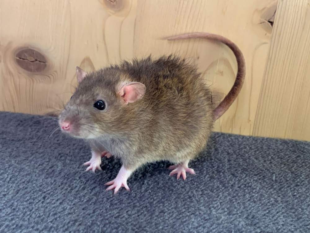 Fancy rat Breeder Rattus norvegicus 