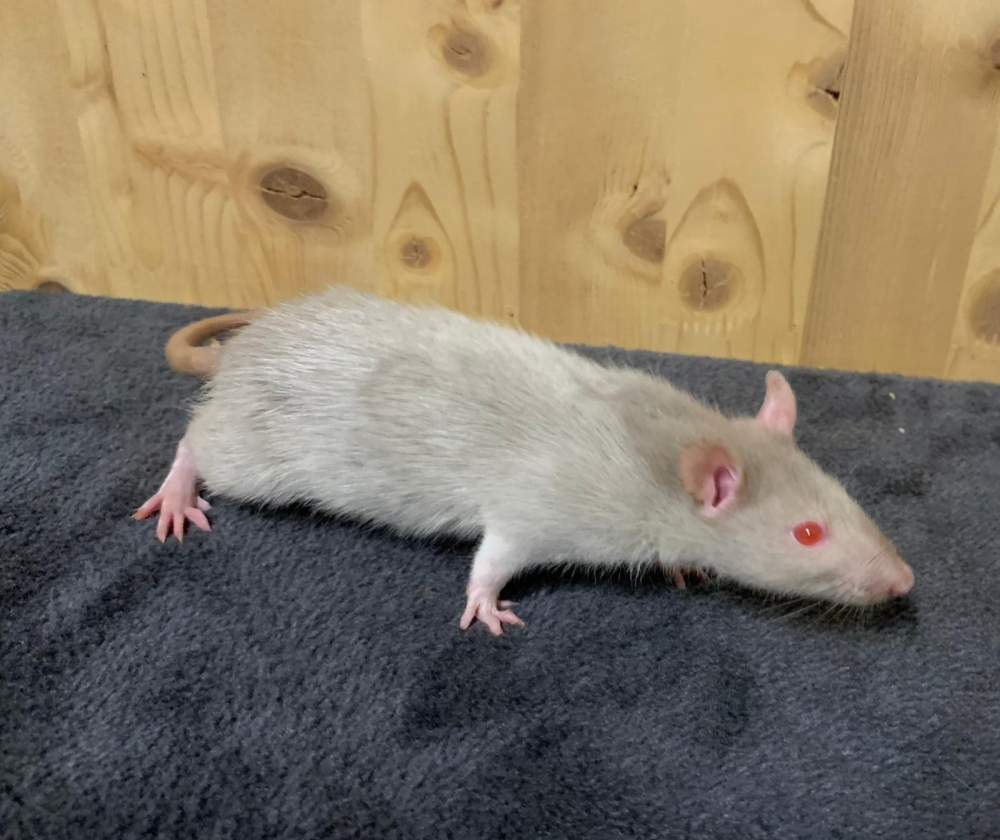 Fancy rat Breeder Rattus norvegicus 
