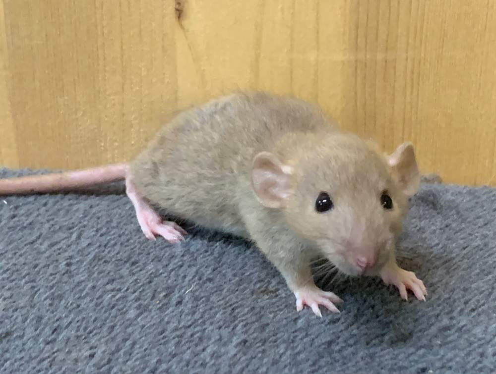 Fancy rat Breeder Rattus norvegicus 