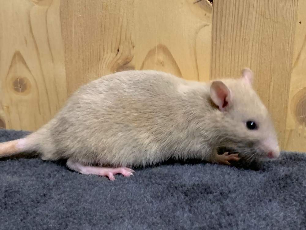 Fancy rat Breeder Rattus norvegicus 