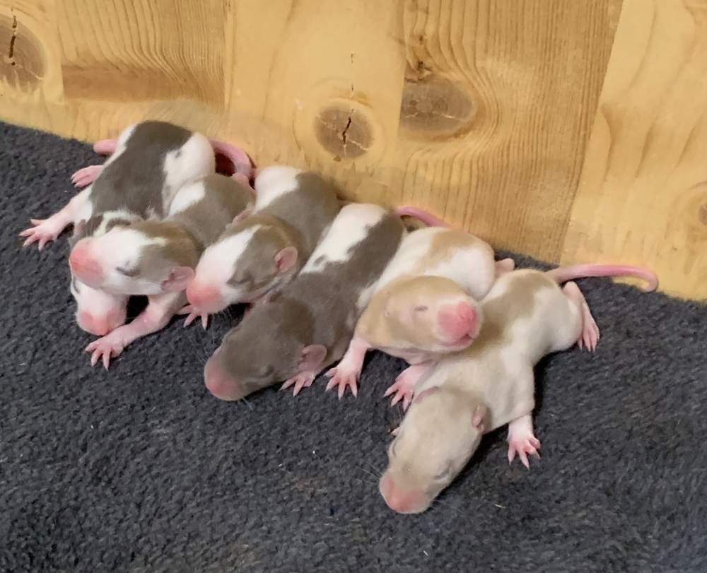 Fancy rat Breeder Rattus norvegicus 