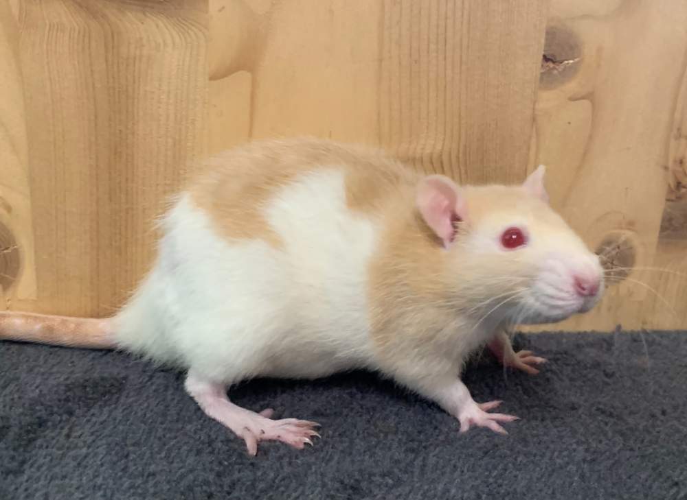 Fancy rat Breeder Rattus norvegicus 