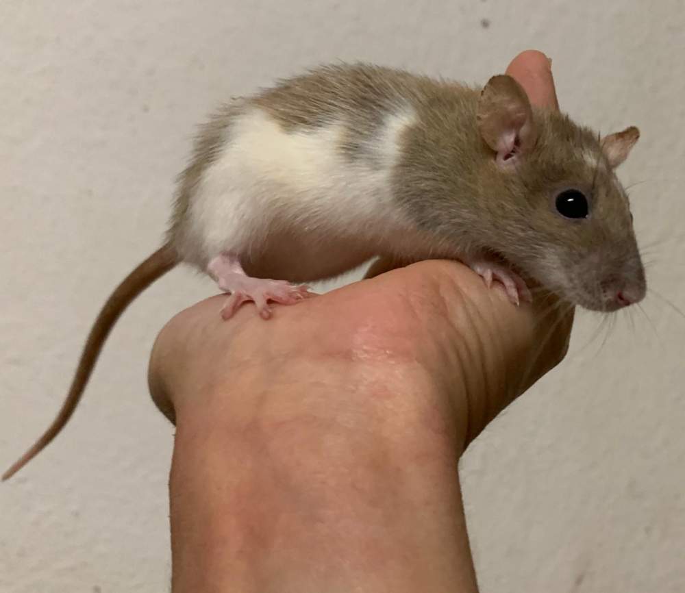Fancy rat Breeder Rattus norvegicus 