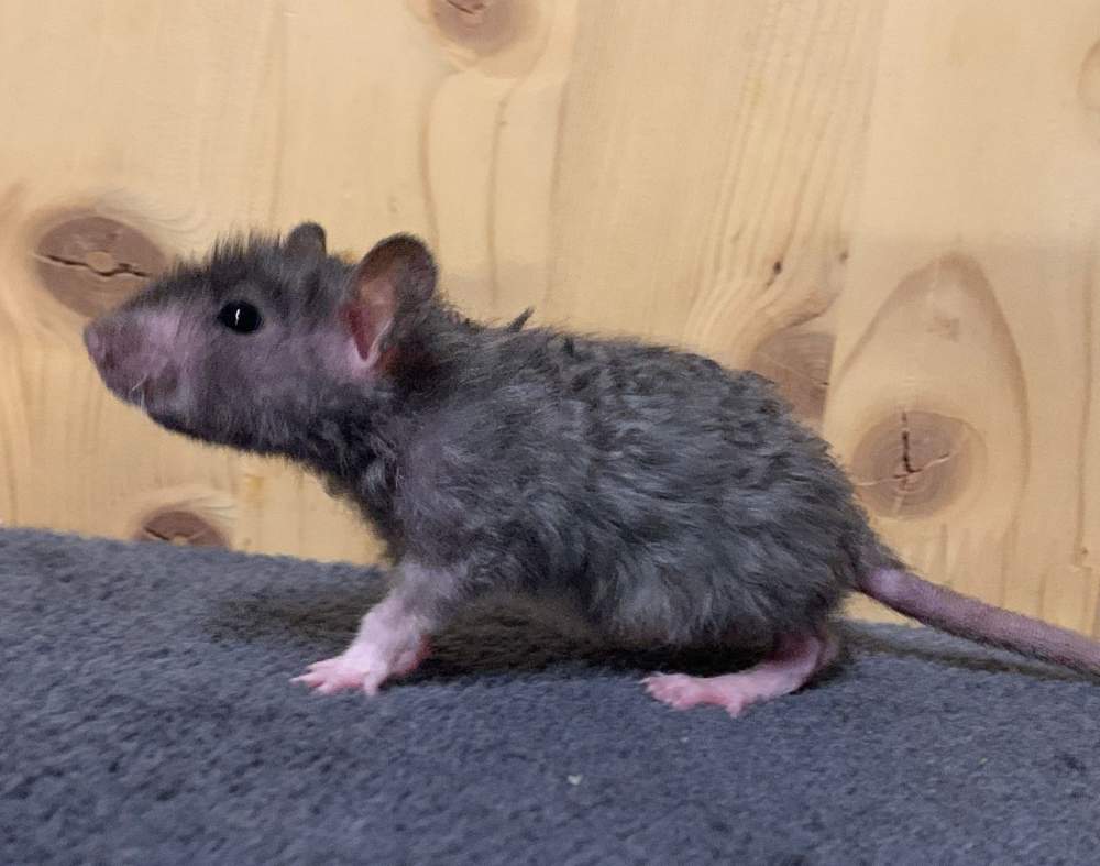 Fancy rat Breeder Rattus norvegicus 