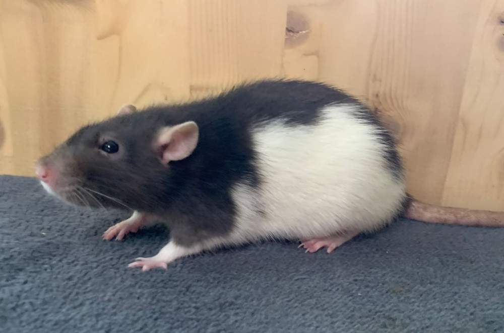 Fancy rat Retired Rattus norvegicus 