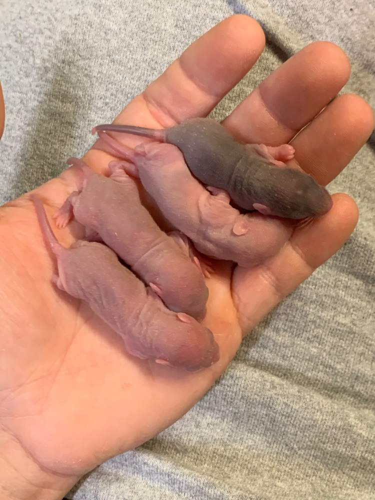 Fancy rat Breeder Rattus norvegicus 