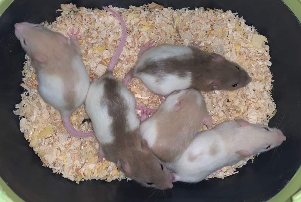 Fancy rat Breeder Rattus norvegicus 