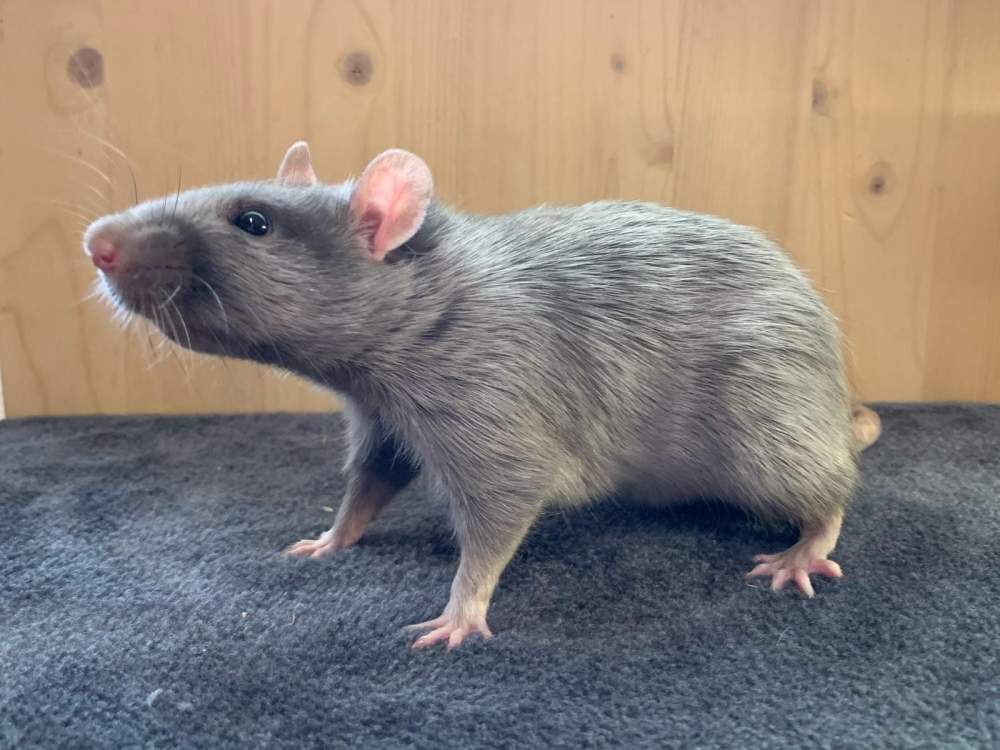 Fancy rat Breeder Rattus norvegicus 