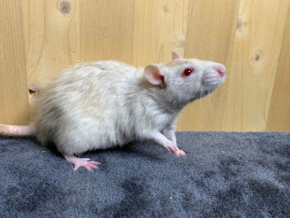 Fancy rat Retired Rattus norvegicus 