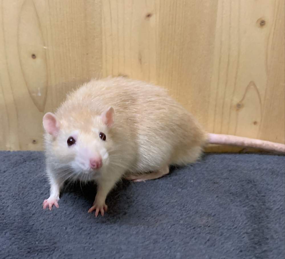 Fancy rat Breeder Rattus norvegicus 