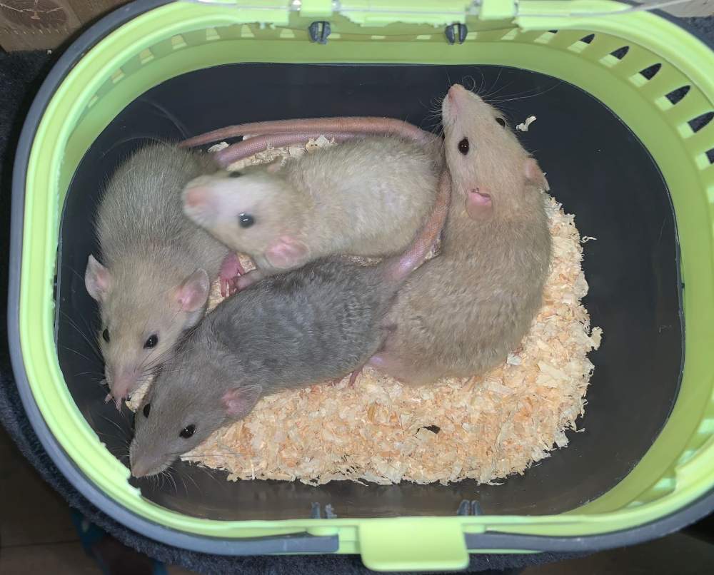 Fancy rat Breeder Rattus norvegicus 