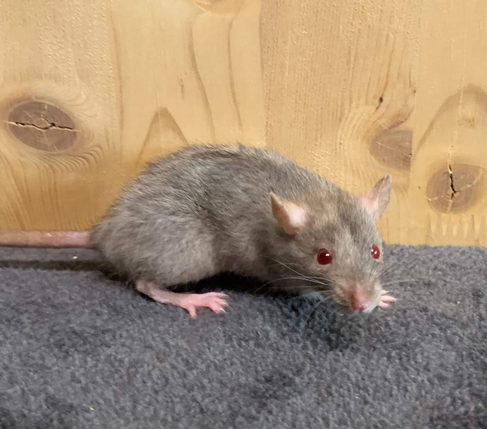Fancy rat Breeder Rattus norvegicus 