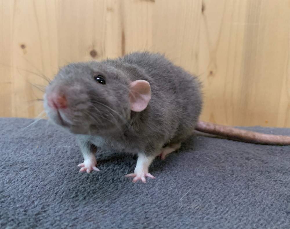 Fancy rat Breeder Rattus norvegicus 