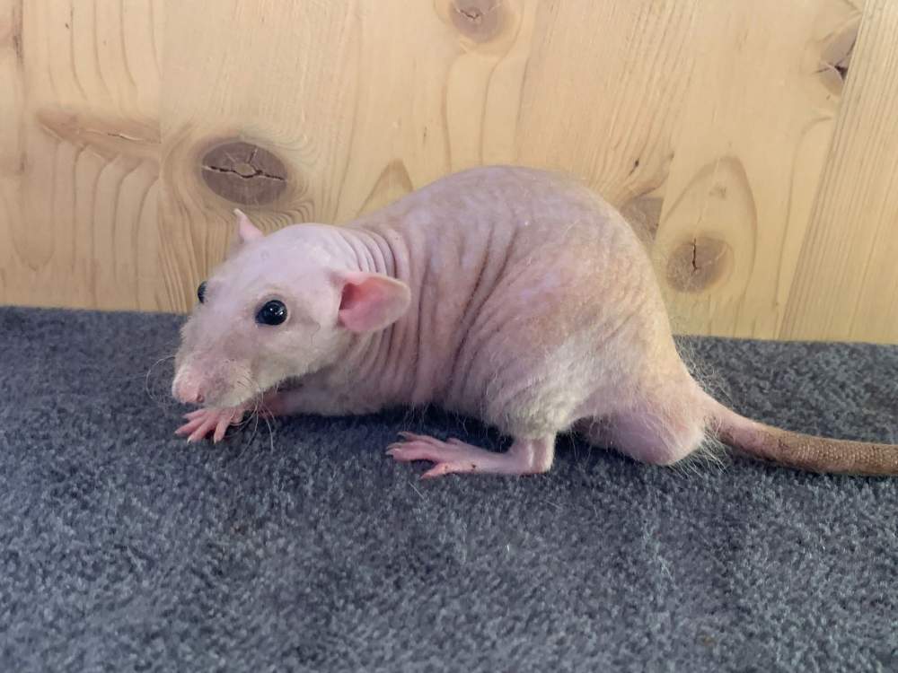 Fancy rat Breeder Rattus norvegicus 