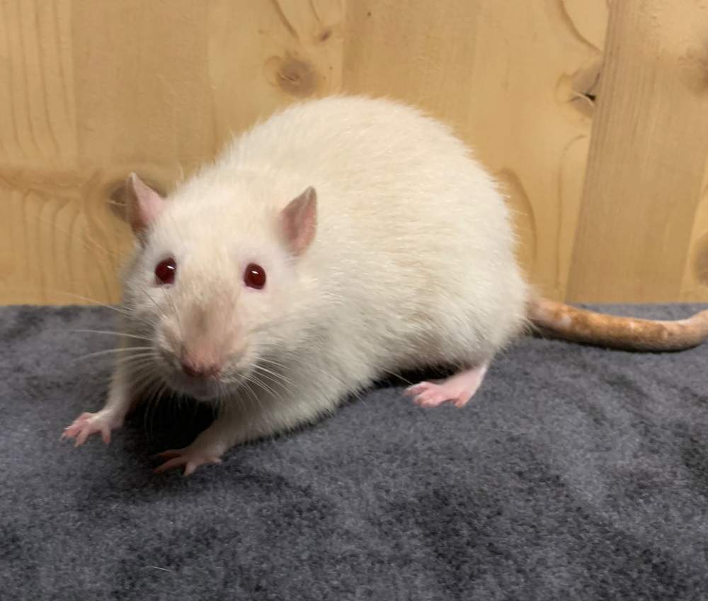 Fancy rat Breeder Rattus norvegicus 