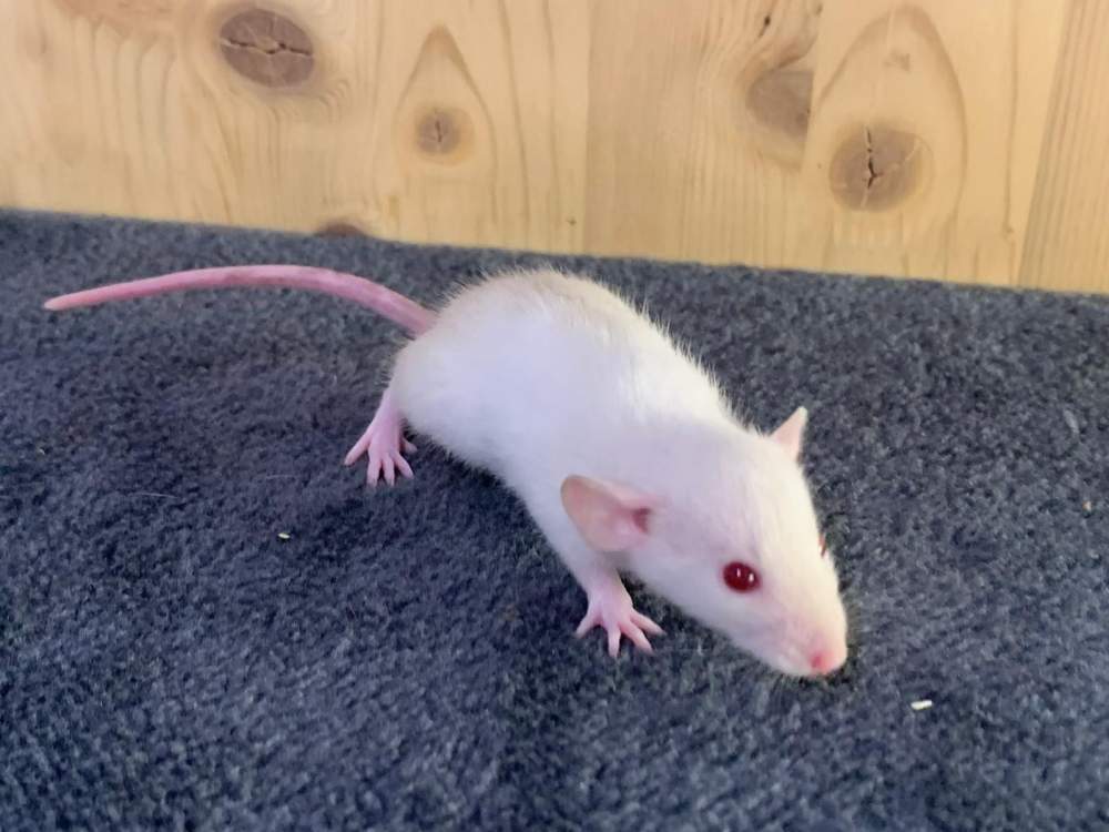 Fancy rat Breeder Rattus norvegicus 
