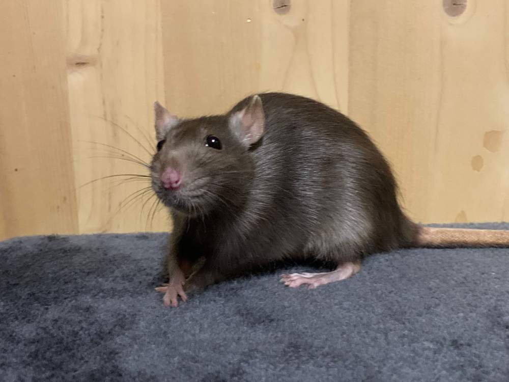 Fancy rat Breeder Rattus norvegicus 