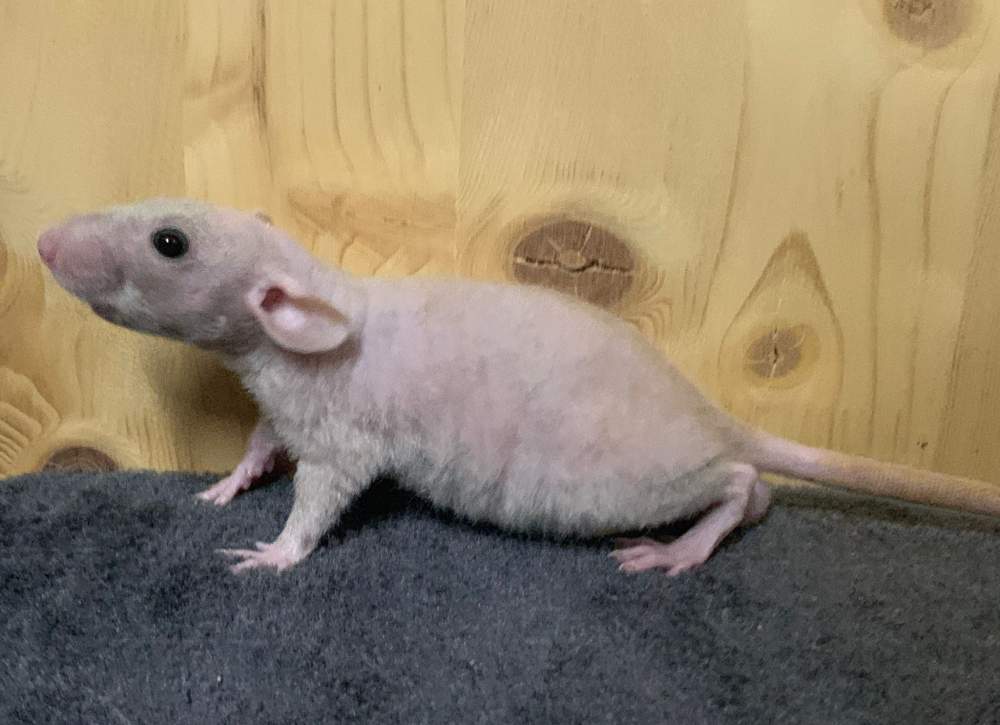 Fancy rat Breeder Rattus norvegicus 