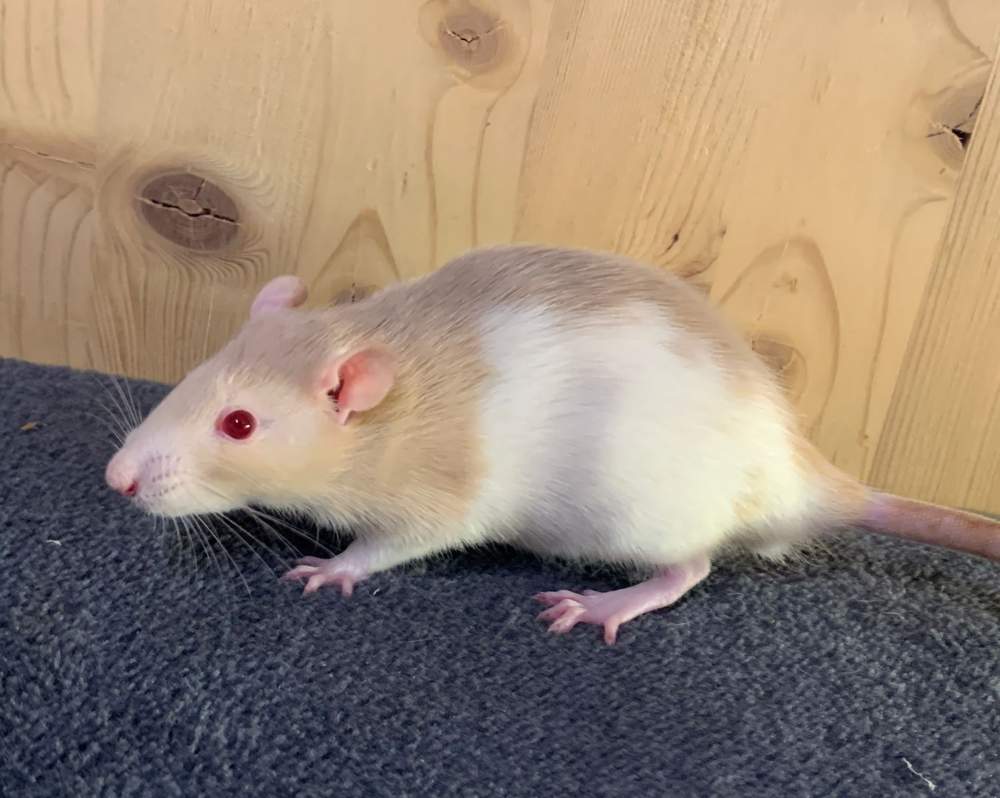 Fancy rat Breeder Rattus norvegicus 