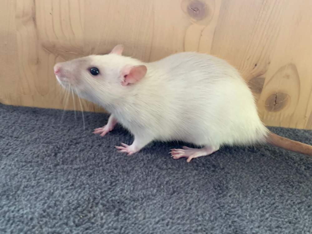 Fancy rat Breeder Rattus norvegicus 