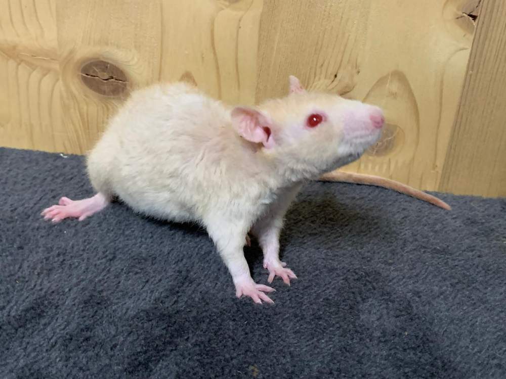 Fancy rat Breeder Rattus norvegicus 
