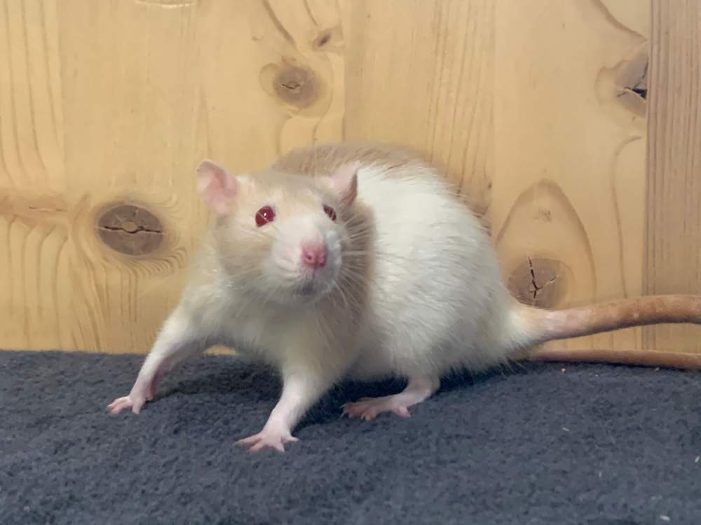 Fancy rat Breeder Rattus norvegicus 