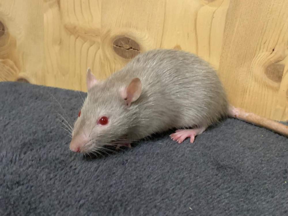 Fancy rat Breeder Rattus norvegicus 
