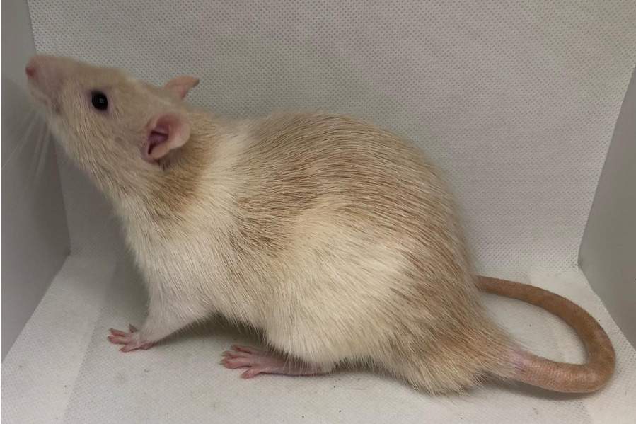 Fancy rat Deceased Rattus norvegicus 