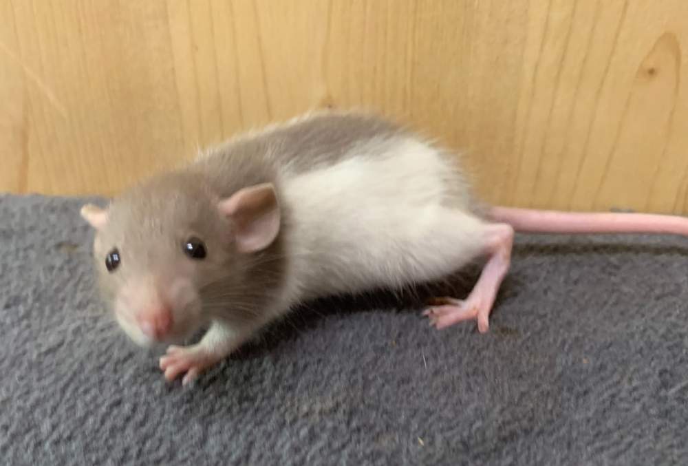 Fancy rat Breeder Rattus norvegicus 