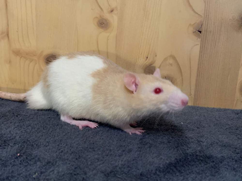 Fancy rat Available for rehoming Rattus norvegicus 