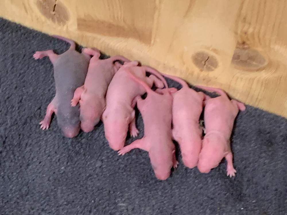 Fancy rat Breeder Rattus norvegicus 