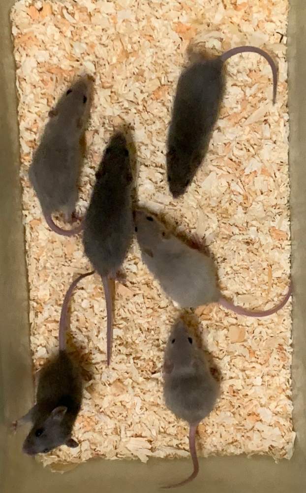 Fancy rat Breeder Rattus norvegicus 