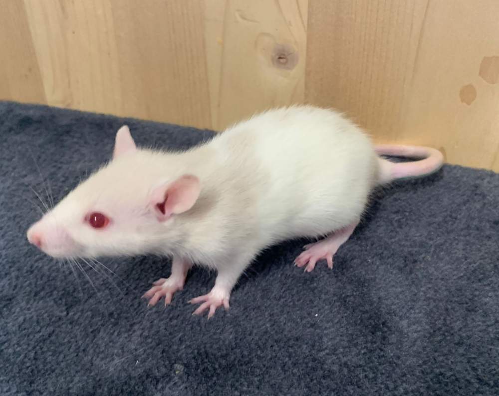 Fancy rat Breeder Rattus norvegicus 