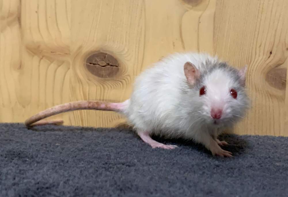 Fancy rat Breeder Rattus norvegicus 