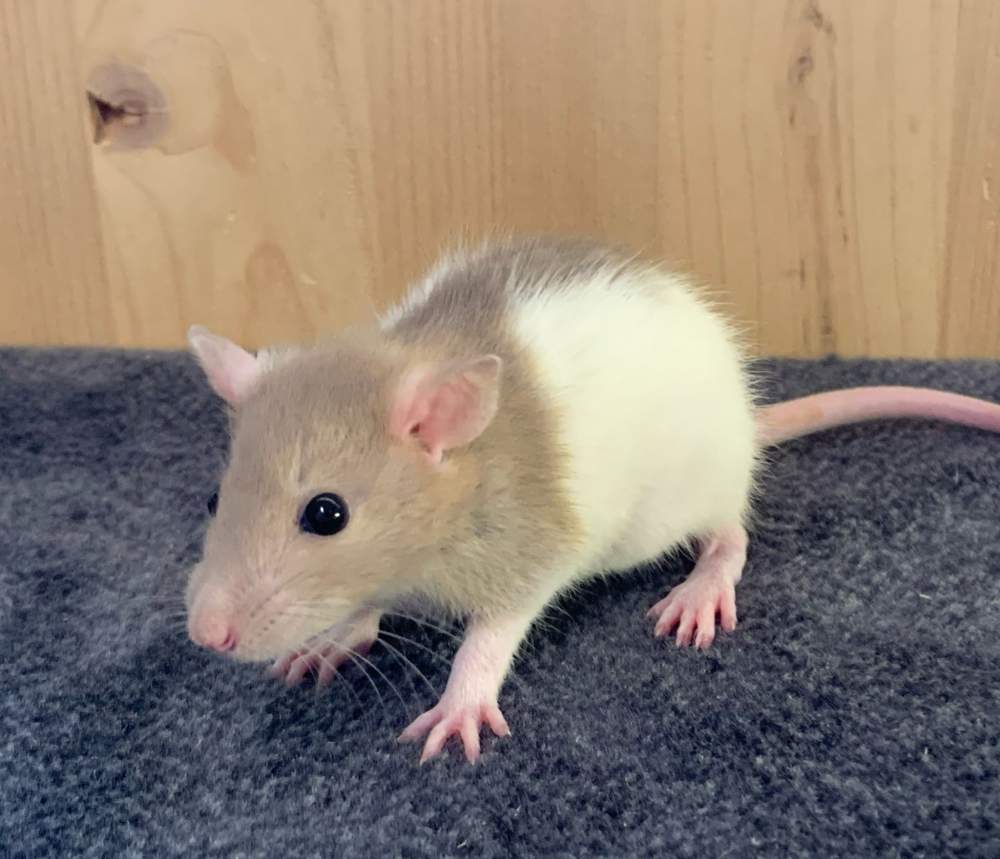 Fancy rat Breeder Rattus norvegicus 
