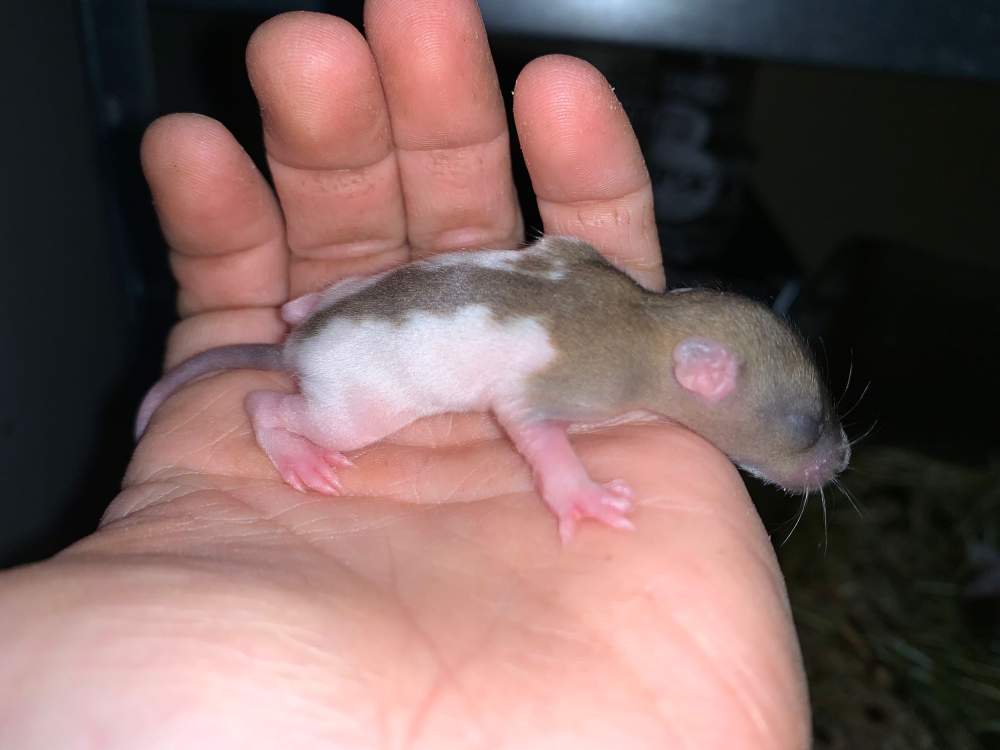 Fancy rat Breeder Rattus norvegicus 