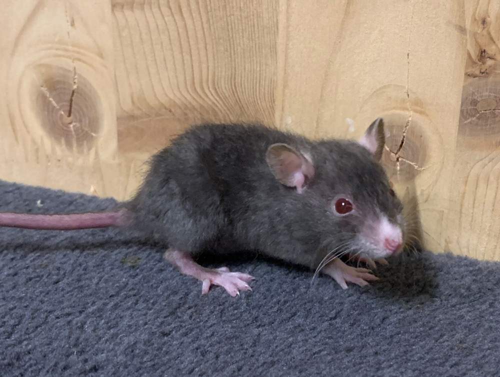 Fancy rat Breeder Rattus norvegicus 