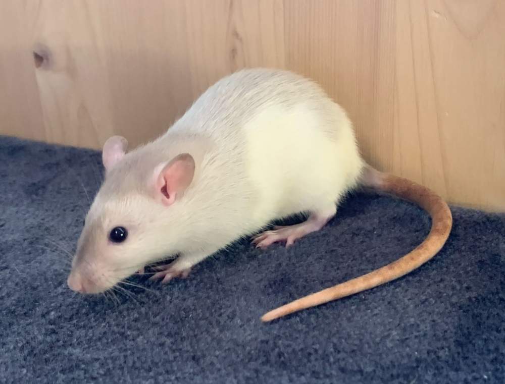 Fancy rat Breeder Rattus norvegicus 
