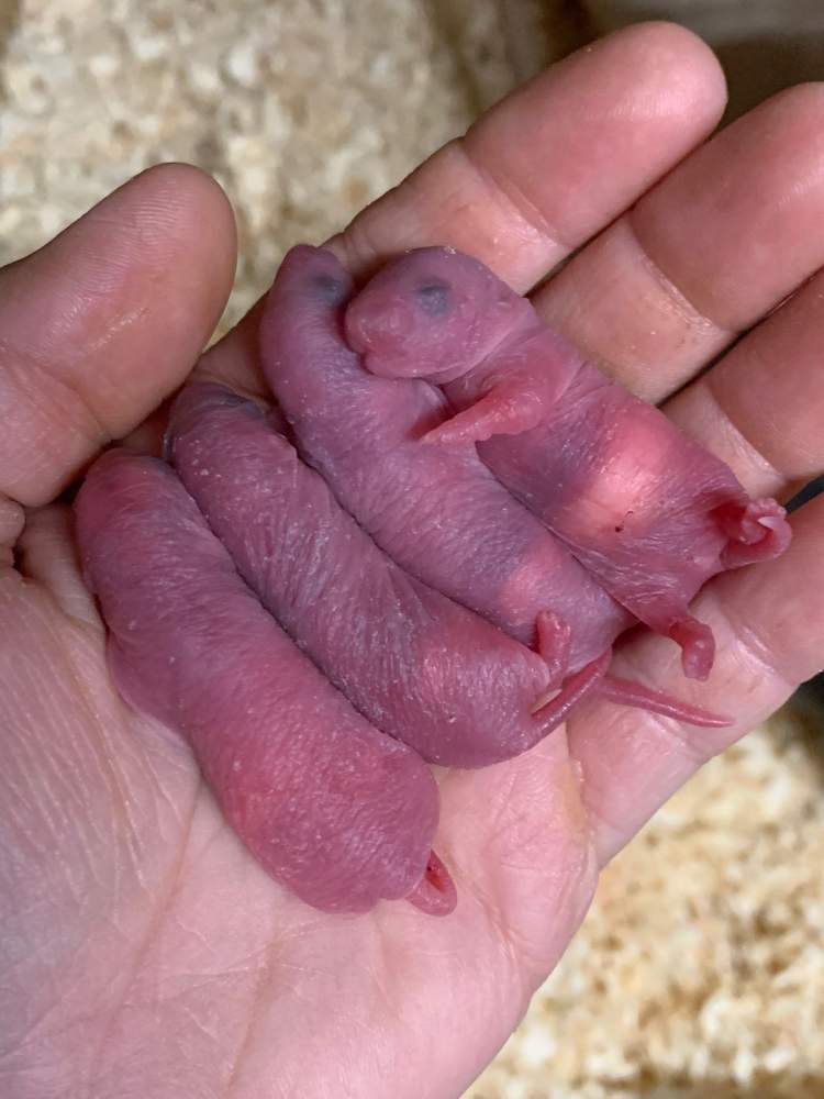 Fancy rat Breeder Rattus norvegicus 