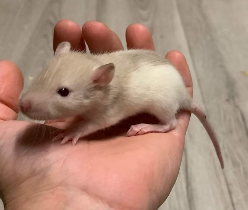 Fancy rat Breeder Rattus norvegicus 