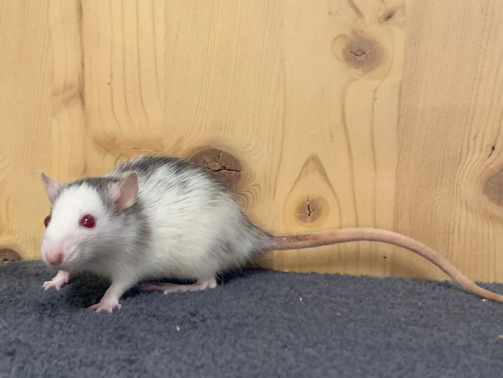 Fancy rat Breeder Rattus norvegicus 