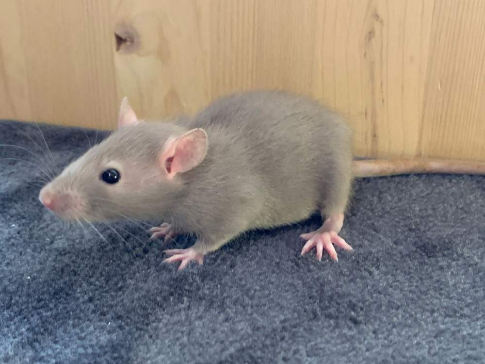 Fancy rat Breeder Rattus norvegicus 