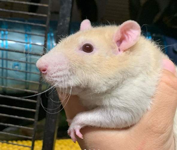 Fancy rat Deceased Rattus norvegicus 