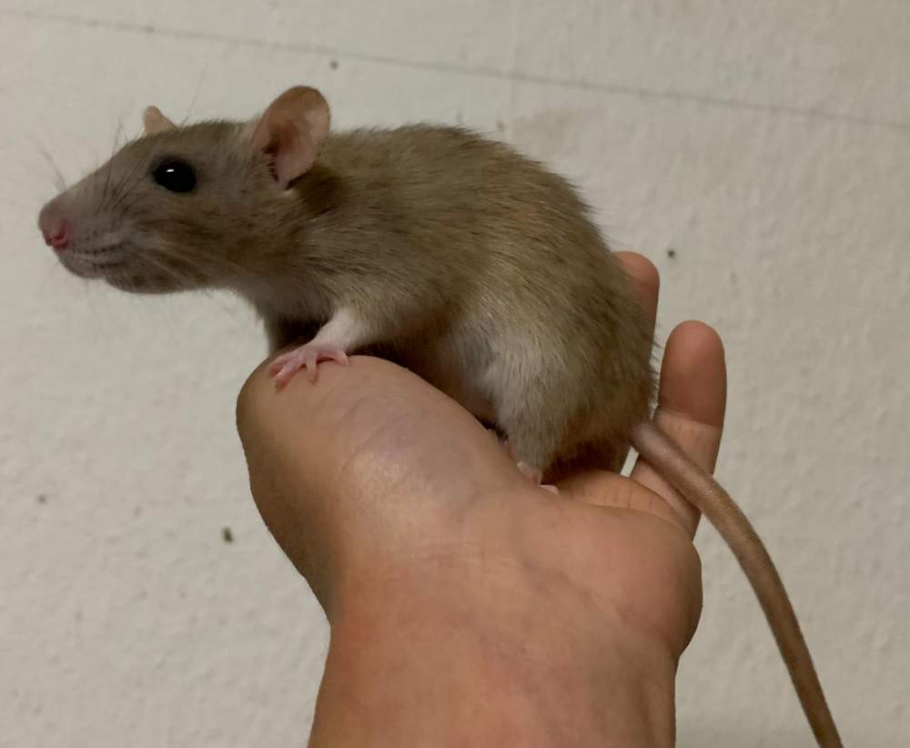 Fancy rat Breeder Rattus norvegicus 