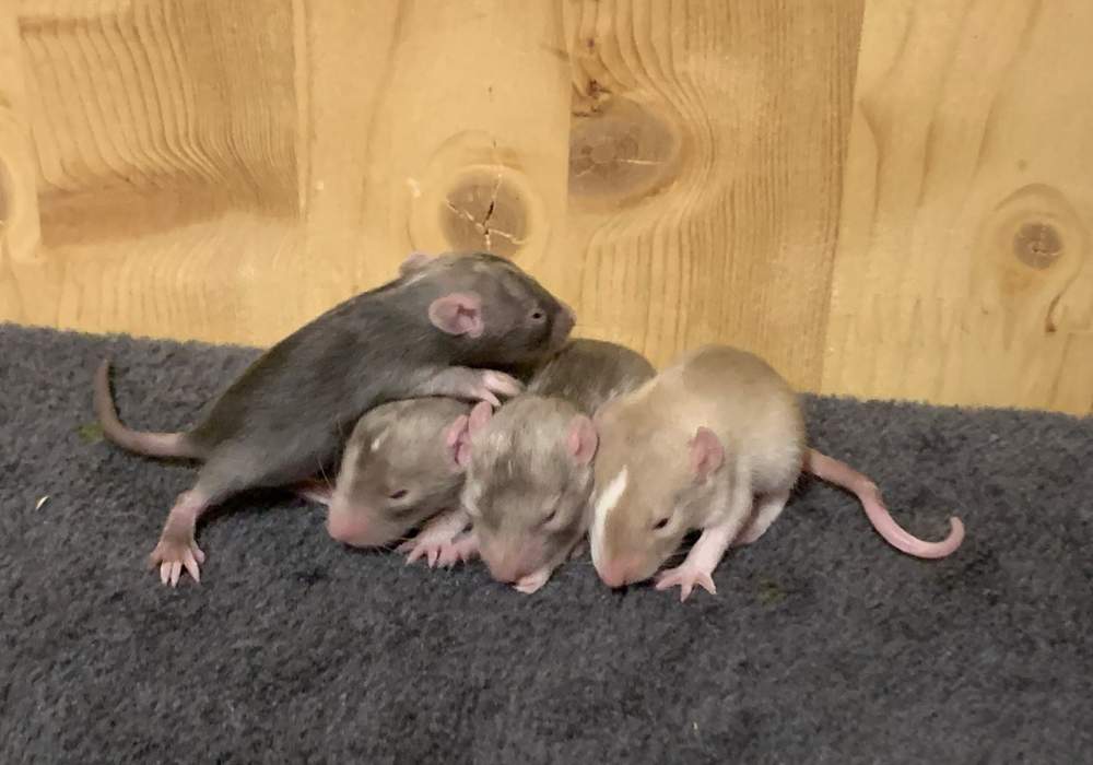 Fancy rat Breeder Rattus norvegicus 