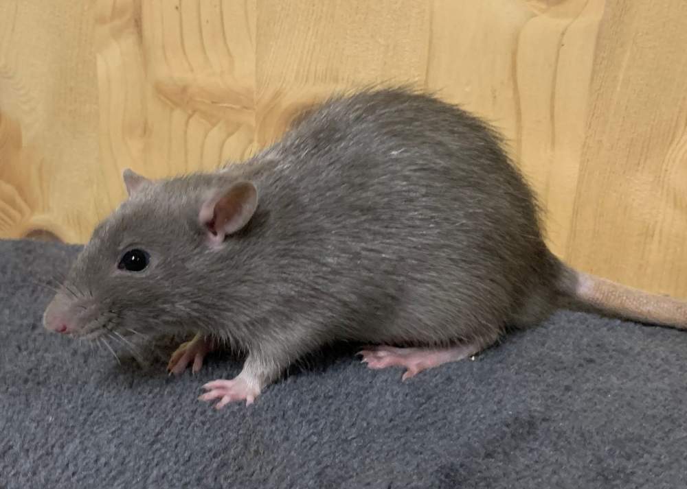 Fancy rat Breeder Rattus norvegicus 