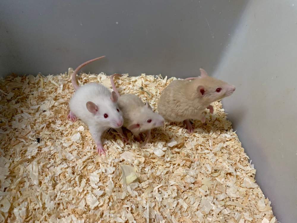 Fancy rat Breeder Rattus norvegicus 