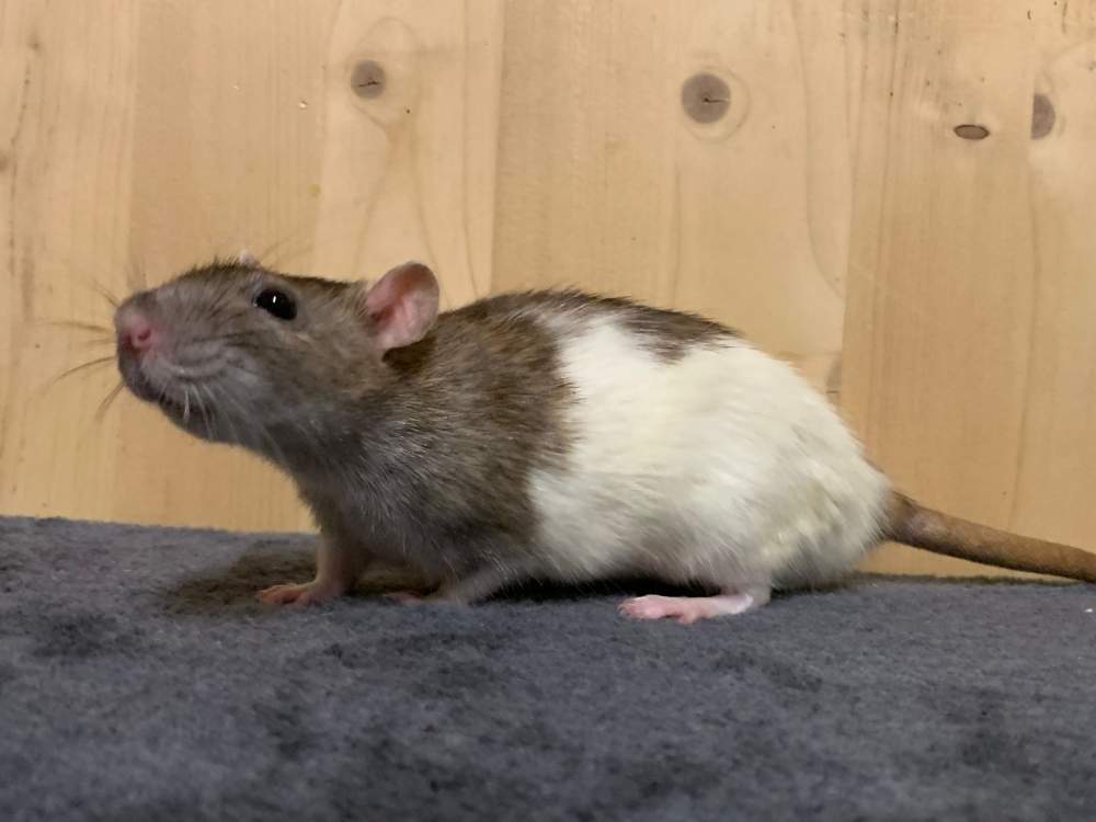 Fancy rat Retired Rattus norvegicus 