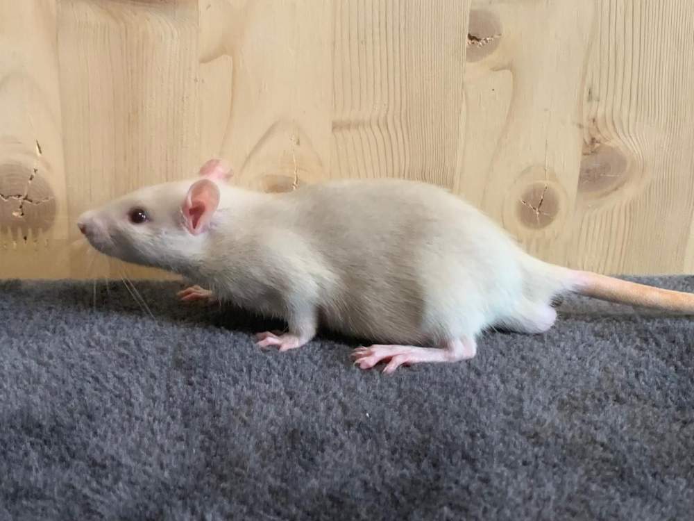 Fancy rat Breeder Rattus norvegicus 